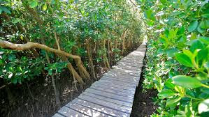 beachwood-mangroves-swamp-durban-south-african-history-online